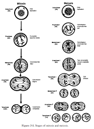 Cell Structure And Function Help Education Com Mitosis Mitosis Vs Meiosis Meiosis