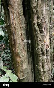 Image result for Annickia