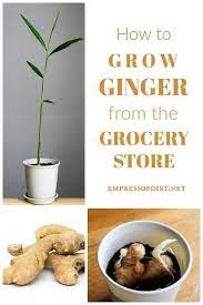 How To Grow Ginger Root As A Houseplant Easy Method Empress Of Dirt Growing Ginger Ginger Plant Avocado Plant