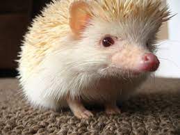 Albino Hedgehog Hedgehog Pet Albino Hedgehog Baby Hedgehog