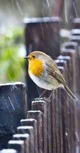 Pin By Ilona Nikolayevna On Spring Easter Delights Beautiful Birds Pet Birds Pretty Birds