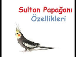 Papagan Panosundaki Pin
