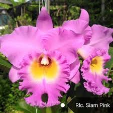 Taman tanjong minyak utama (2 unit) project name: Pokok Orkid Cattleya 3 Pasu Rm50 Kebun Kecil Tepi Rumah Facebook