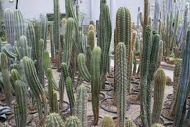 North dakota has many great koa locations wherever you are going! Cactus Garden Cactus Garden Places To Go Garden