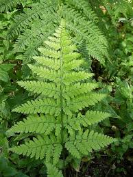 Wood Fern Deciduous Back Border Garden Ferns Garden Shade Garden Plants Shade Plants