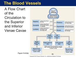 The Cardiovascular System Blood Vessels And Circulation