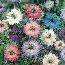 Love In A Mist Seeds Nigella Flowers Annual Flower Seeds