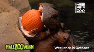Hippo Gets A Pumpkin For A Halloween Treat Everyone Loves Halloween Including The Hippos At The Cincinnati Zoo Because T Cute Hippo Hippo Cincinnati Zoo