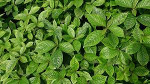 Ia juga mengandung vitamin dan berkhasiat obat. Manfaat Daun Keji Beling Untuk Kesehatan Yang Jarang Diketahui Orami