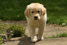 Our golden retriever puppies for sale will make a wonderful addition to your family and home! Golden Retriever Puppies For Sale 200 North Western Cape South Africa Cute Doggies And Puppies Free Images
