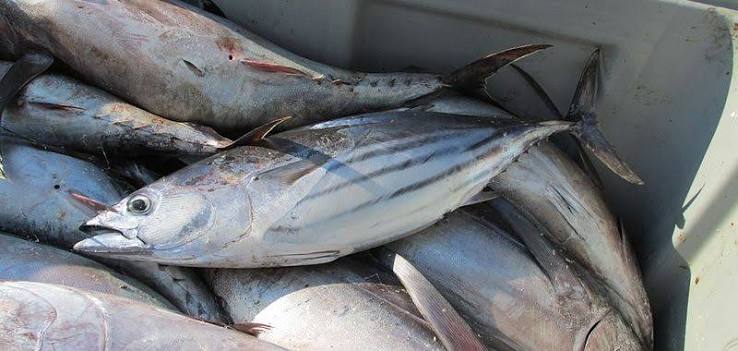 Skipjack tuna - SeaChoice