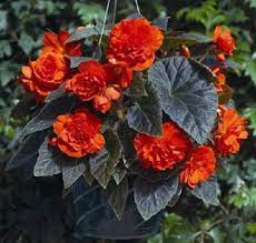 15 Pelleted Begonia Seeds Begonia Go Go Orange Etsy In 2021 Annual Flowers Flower Seeds Showy Flowers