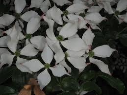 Image result for Cornaceae