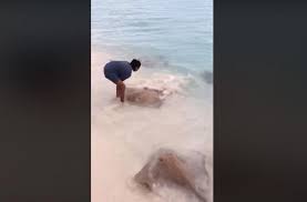Imbangan duga contoh akaun debit dan kredit; Menakjubkan Tanpa Takut Cewek Ini Ngasih Makan Banyak Ikan Pari Di Pantai Hitekno Com