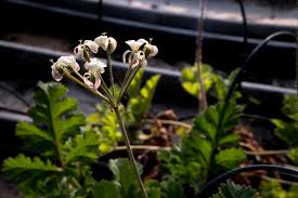 Image result for Pelargonium luridum