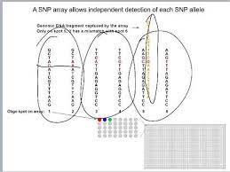 In this example we'll use data from a cancer cell line obtained with an illumina omniexpress array. Snp Arrays Youtube