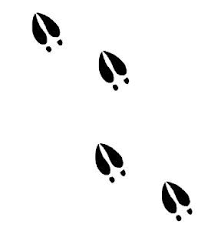 Deer track tattoos pin deer and turkey tracks tattoo on pinterest. Deer Track Tattoo