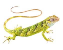 Image result for Polychrus liogaster