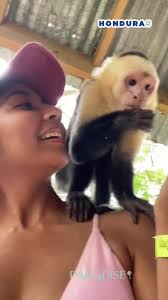 Mayan Jungle Tour in Roatan, Honduras 🐒 #roatanhonduras🌴🇭🇳 #hondur...