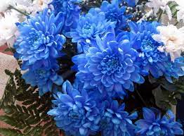 Blue Chrysanthemum Bouquet Google Search Blue Bouquet Flowers Beautiful Flowers