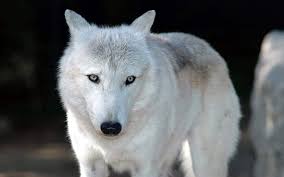White wolf wallpaper with blue eyes. Wolf Eyes 1080p 2k 4k 5k Hd Wallpapers Free Download Wallpaper Flare