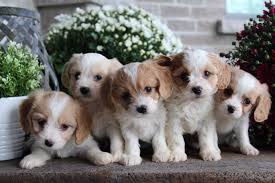 The costs may depend on several factors such as Adorable Cavachon Puppies In London Ontario Cavachon Dog The Cavalier Bichon Mix Breed Information C Cavachon Puppies Cavachon Puppies Full Grown Cavachon Dog