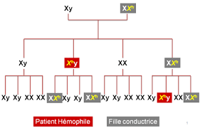 Des symptômes plus ou moins sévères. Stago Hemophilie A Quelle Est Son Origine