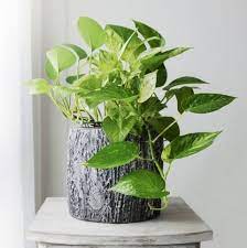 Provide the palm with moist soil and bright light to ensure its survival. Toxic Plants 10 Common House Plants Toxic To Cats Dogs Humans