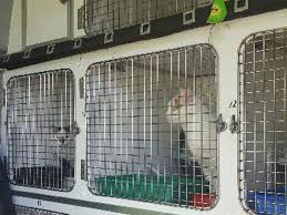 Dogtainers has been providing international pet transport services from australia to the united kingdom (and in reverse) for many years now. Uk Pet Travel Transport Uk Pet Taxi Pets2go2