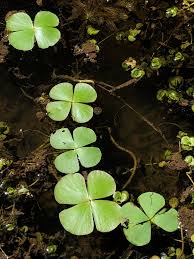 Image result for Marsilea minuta