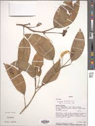 Image result for Culcasia falcifolia