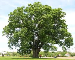 White oak specializes in art direction and styling for unique, special projects. Quercus Alba Wikipedia