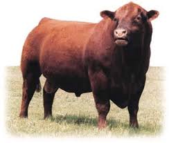 Red Angus Cattle At Cattle Today Com Cattle Ranching Beef Cattle Farm Cow
