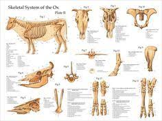 Ox Cow Skeletal Anatomy Poster 18 X 24 Artofit