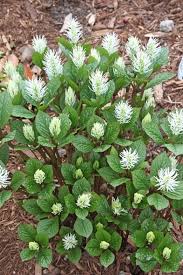 Image result for Caucanthus auriculatus