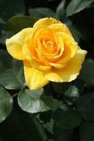 Pin By Sarahs Designs On Roses Rose Fertilizer Beautiful Rose Flowers Hybrid Tea Roses