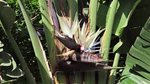 Image result for Strelitzia alba