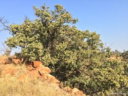 Image result for Nuxia congesta