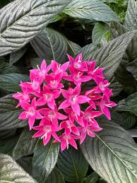 Image result for Pentas