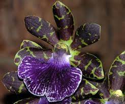 Zygopetalum Imagination Genesis Growing Orchids Beautiful Orchids Orchids