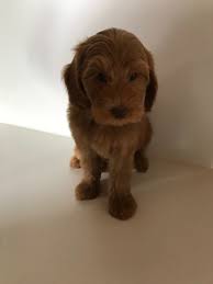 Check spelling or type a new query. Wavy Harmony Original Australian Labradoodle Hundezucht