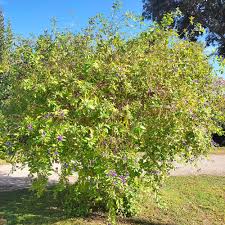 Image result for Lycianthes rantonnetii