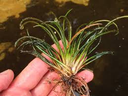 Image result for Isoetes