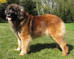 our leonbergers lionscourt leonbergers leonberger puppy fluffy dogs dog breeds