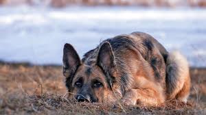 We did not find results for: German Shepherd Dog Hd Animals 4k Wallpapers Images Backgrounds Photos And Pictures