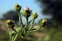 Image result for Pseudoconyza viscosa