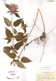 Image result for Monadenium herbaceum