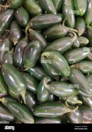 Image result for Piper guineense