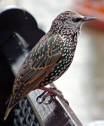 Starling Wiktionary