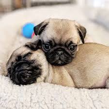 Black And Tan Puggle Pug Crazy Com Cute Pugs Baby Pugs Pug Puppies